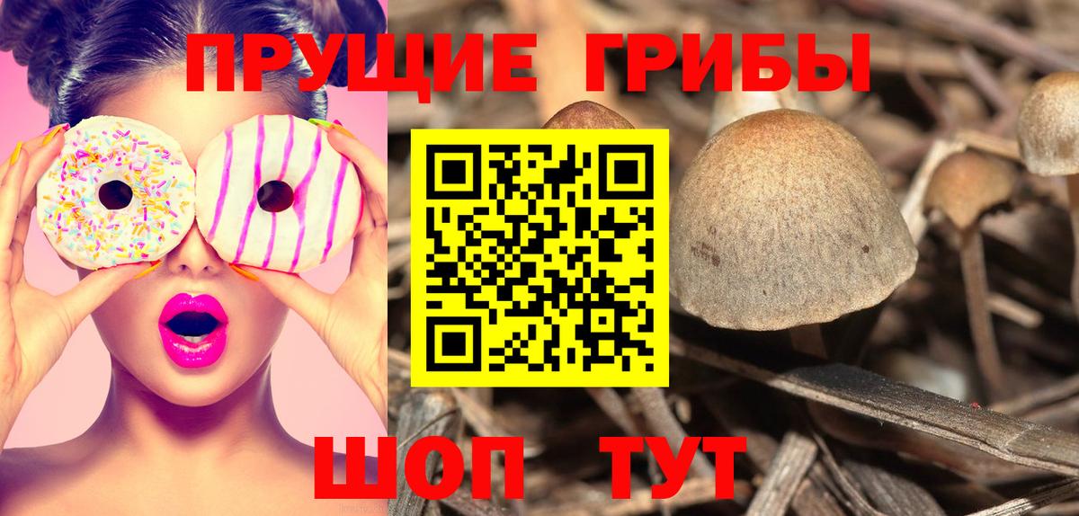 Псилоцибиновые грибы Psilocybe Аргун